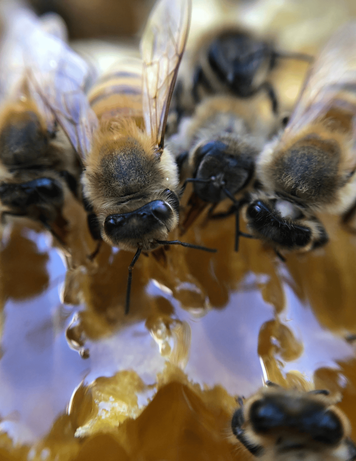 An image of bees